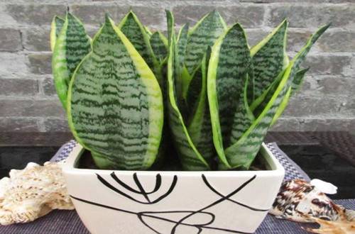 1505889545729388.jpg 办公室没阳光养什么花卉品种好