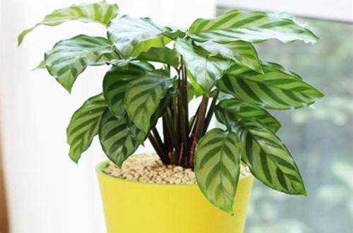 1505889624294638.jpg 办公室没阳光养什么花卉品种好