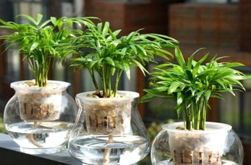 1505889475429285.jpg 办公室没阳光养什么花卉品种好