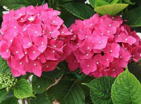 绣球花怎么不开花