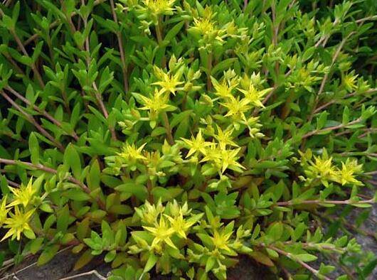 垂盆草好养吗?养殖方法介绍