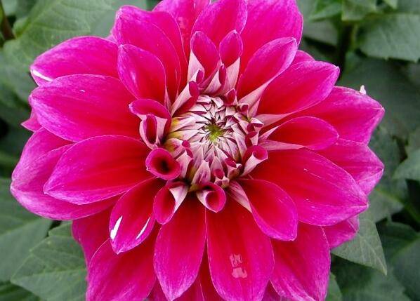 大丽花的养殖方法