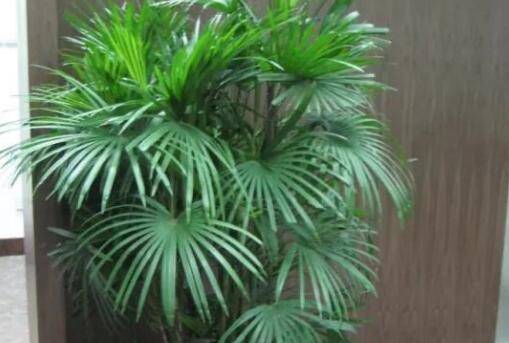 蒲葵的养护方法