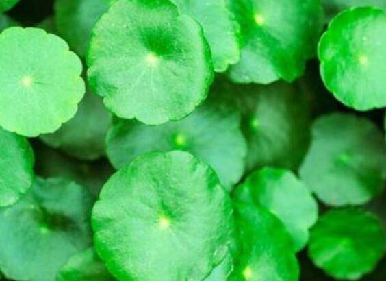 铜钱草还没长叶怎么养护