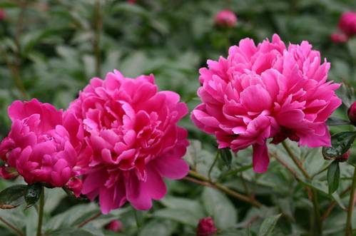 1595304506757789.jpg 夏天怎么养好芍药花