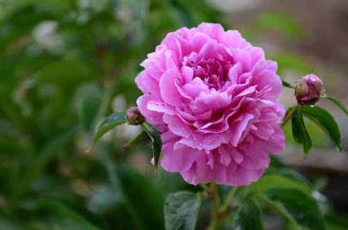 1595304496108969.jpg 夏天怎么养好芍药花