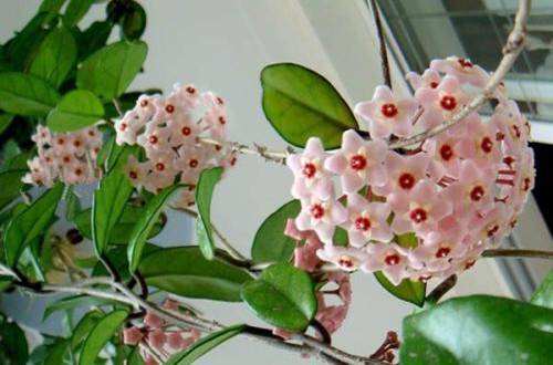 1504356076120454.jpg 球兰夏天换盆要注意这几点