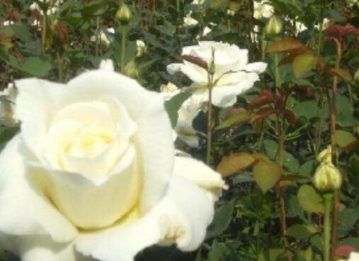 玫瑰的地栽方法和注意事项