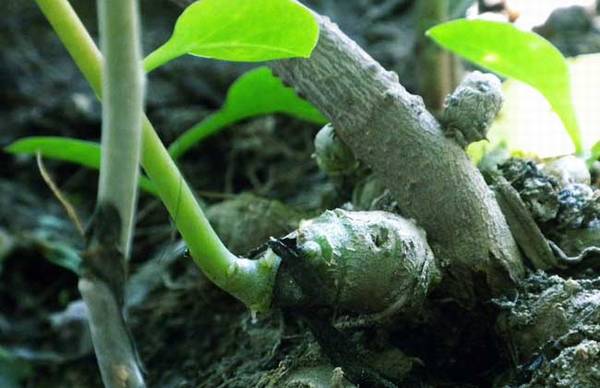 盆栽藤三七的种植管理方法