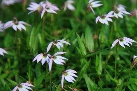 盆栽半边莲的养殖方法