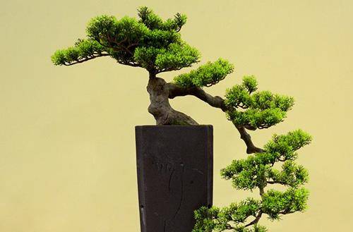 1556527805400238.jpg 蓬莱松盆景怎么修剪造型 蓬莱松盆景制作方法