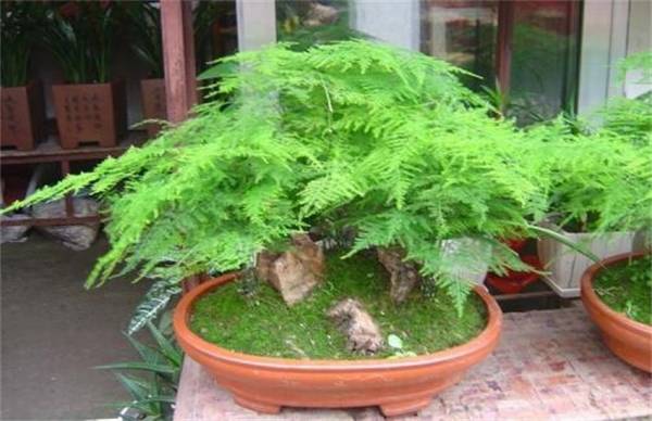 文竹盆景制作方法
