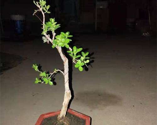 1564134731104076.jpg 小叶黄杨盆景的制作与养护心得分享