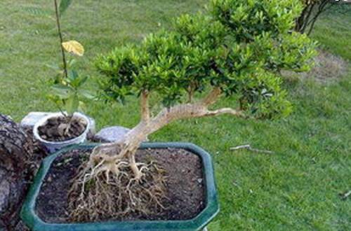 1525417868667164.jpg 看小叶黄杨怎么做盆景