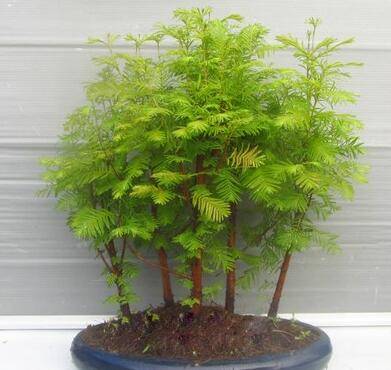 关于水杉盆景常绿的养护方法