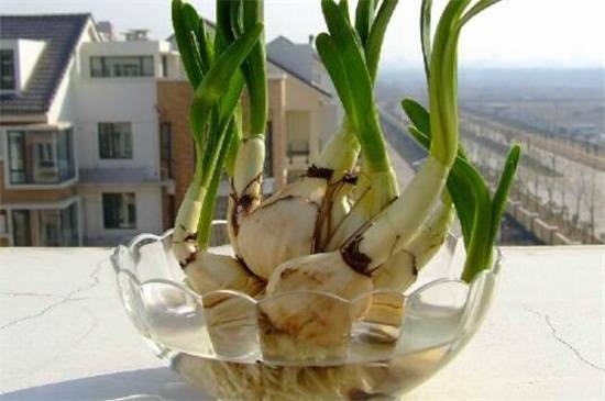 水仙花怎么水培?水仙花的水培方法与养护要点