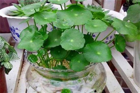 水培金钱草怎么养护?金钱草的水培方法