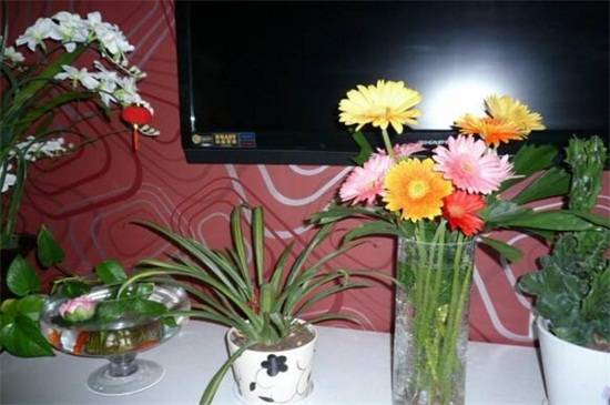 非洲菊的水养方法