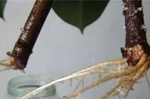 1560174369846349.jpg 橡皮树的水培方法和注意事项