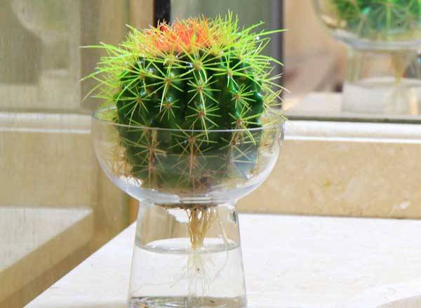 仙人球可以水培吗?仙人球的水培养殖方法