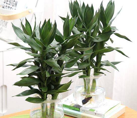 观音竹的水培方法和注意事项