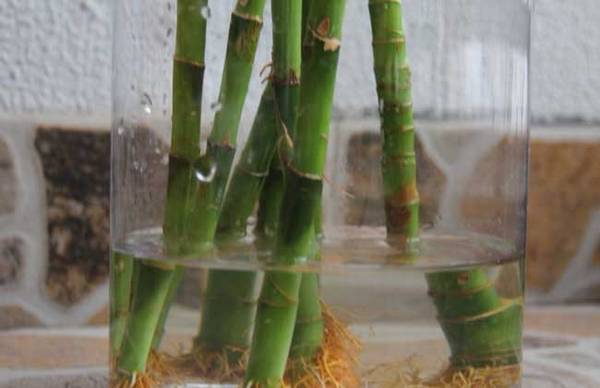 水培富贵竹几天换一次水