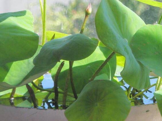 养好碗莲是什么肥料好