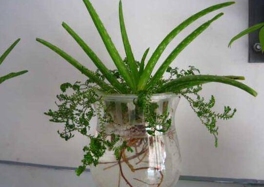 芦荟可以水培吗?芦荟水培养法