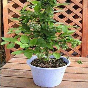 阳台蓝莓树怎么种用什么土才能种好?