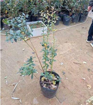 教你南方适合种什么品种的蓝莓这几个品种果多好种