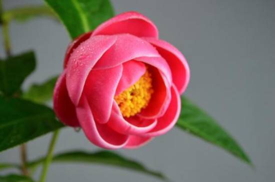 适合北方养的茶花品种有哪些_如何养好适合北方养的茶花品种有哪