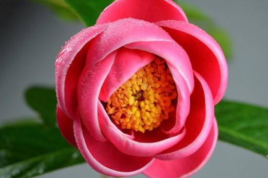 适合北方养的茶花品种有哪些_如何养好适合北方养的茶花品种有哪