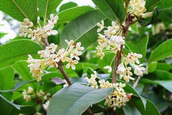 常见桂花树的主要品种介绍_如何养好常见桂花树的主要品种介绍的
