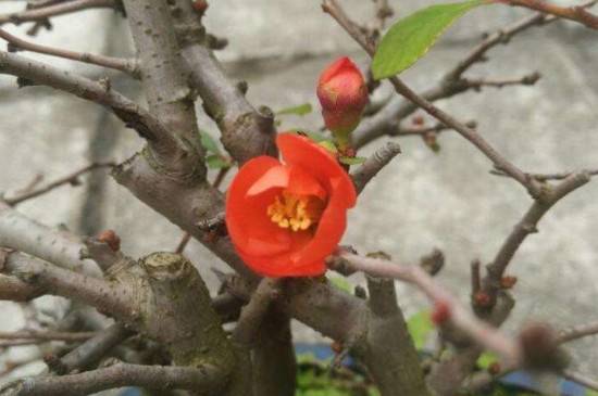 长寿梅红花一号品种特征介绍_如何养好长寿梅红花一号品种特征介