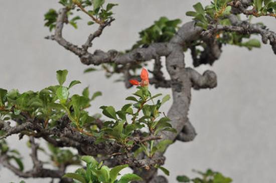 长寿梅红花一号品种特征介绍_如何养好长寿梅红花一号品种特征介