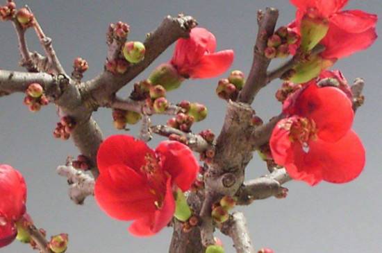 长寿梅红花一号品种特征介绍_如何养好长寿梅红花一号品种特征介