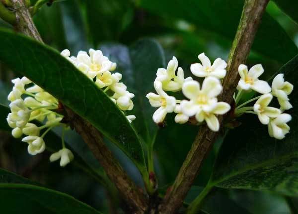 常见桂花树的主要品种介绍_如何养好常见桂花树的主要品种介绍的