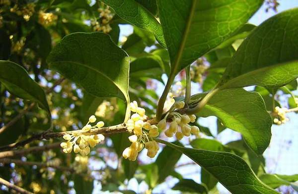 桂花一般是在几月开花_如何养好桂花一般是在几月开花的养殖方法