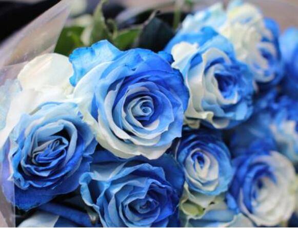 厄瓜多尔玫瑰的花语是什么