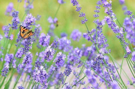 薰衣草的花语大全