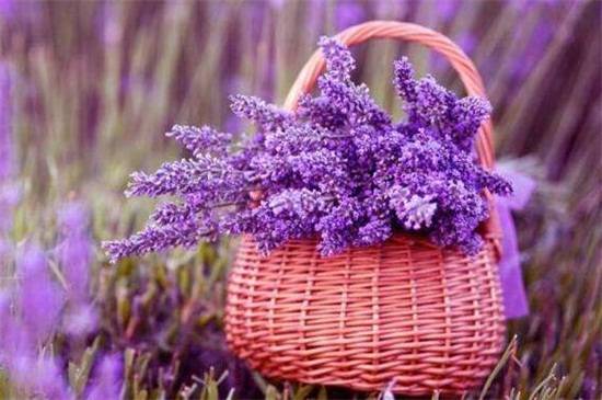 薰衣草的花语大全