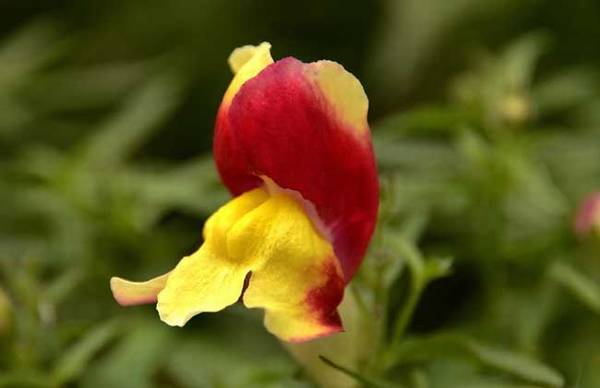 金鱼草的花语是什么 金鱼草的花语和传说