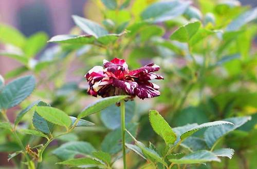 1584005502781198.jpg 月季根部有瘤样的东西是根瘤病吗_怎么治