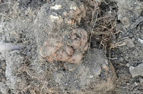 1584005065249584.jpg 月季根部有瘤样的东西是根瘤病吗_怎么治