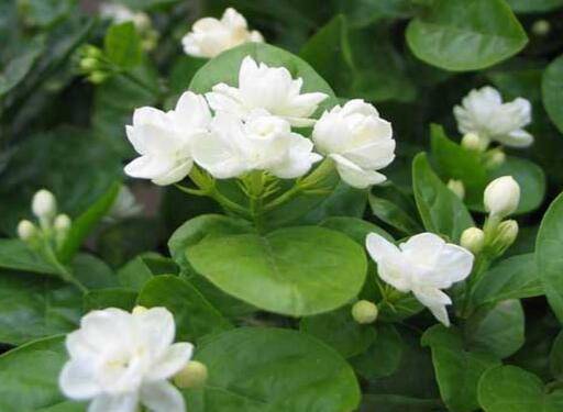 茉莉花的主要病虫害及防治方法