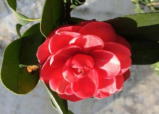 茶花叶子长黑斑的原因和解决方法