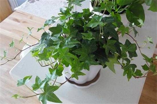 常春藤叶子发黄了怎么办