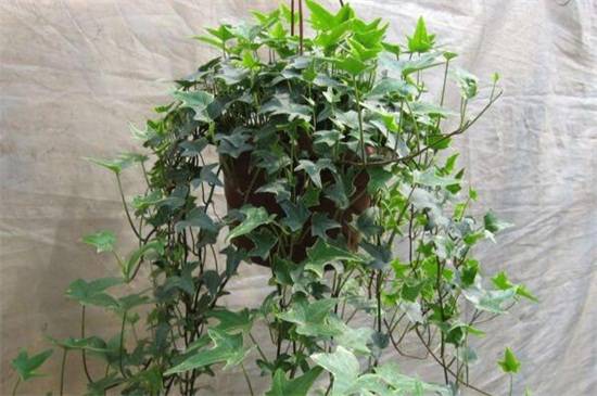 常春藤叶子发黄了怎么办