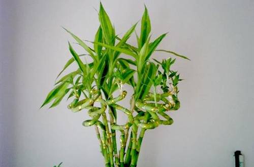 1543328363490562.jpg 转运竹黄叶黄杆的原因及解决方法