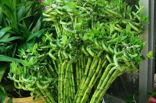 1543328373551581.jpg 转运竹黄叶黄杆的原因及解决方法